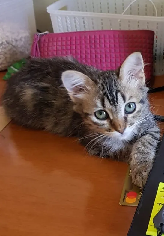 Gato ra a SRD-ViraLata idade 2 a 6 meses nome Luna