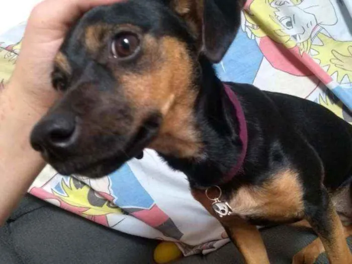 Cachorro ra a Vira Lata idade 7 a 11 meses nome Lessy