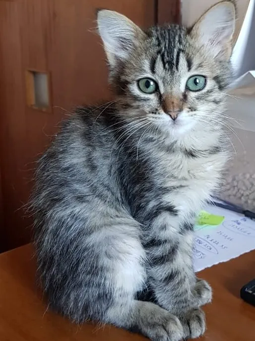 Gato ra a SRD-ViraLata idade 2 a 6 meses nome Luna