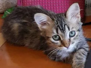 Gato raça SRD-ViraLata idade 2 a 6 meses nome Luna