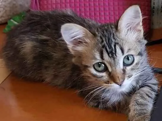 Gato ra a SRD-ViraLata idade 2 a 6 meses nome Luna