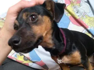 Cachorro raça Vira Lata idade 7 a 11 meses nome Lessy