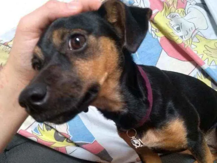 Cachorro ra a Vira Lata idade 7 a 11 meses nome Lessy