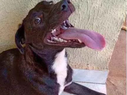 Cachorro ra a SRD idade 7 a 11 meses nome Enki