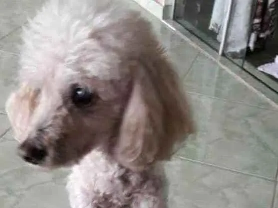 Cachorro ra a Poodle idade 6 ou mais anos nome Pepê