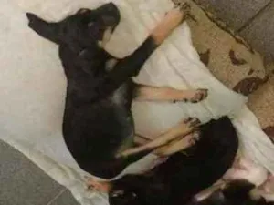 Cachorro raça Mestiço idade 2 a 6 meses nome Não tem