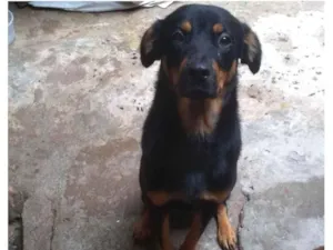 Cachorro raça Mistura com rottweiler  idade 7 a 11 meses nome Princesa 