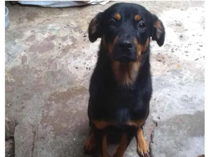 Cachorro ra a Mistura com rottweiler  idade 7 a 11 meses nome Princesa 