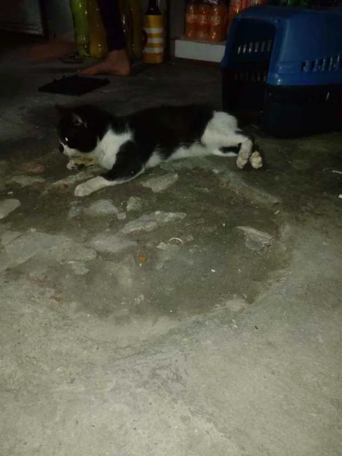 Gato ra a Não sabemos idade  nome Tom