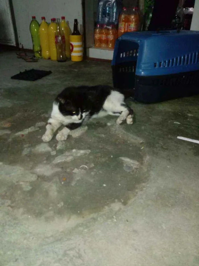 Gato ra a Não sabemos idade  nome Tom
