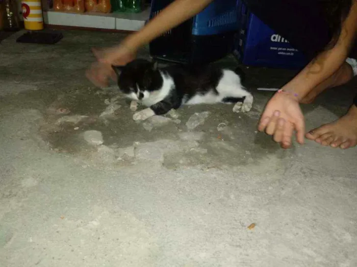 Gato ra a Não sabemos idade  nome Tom