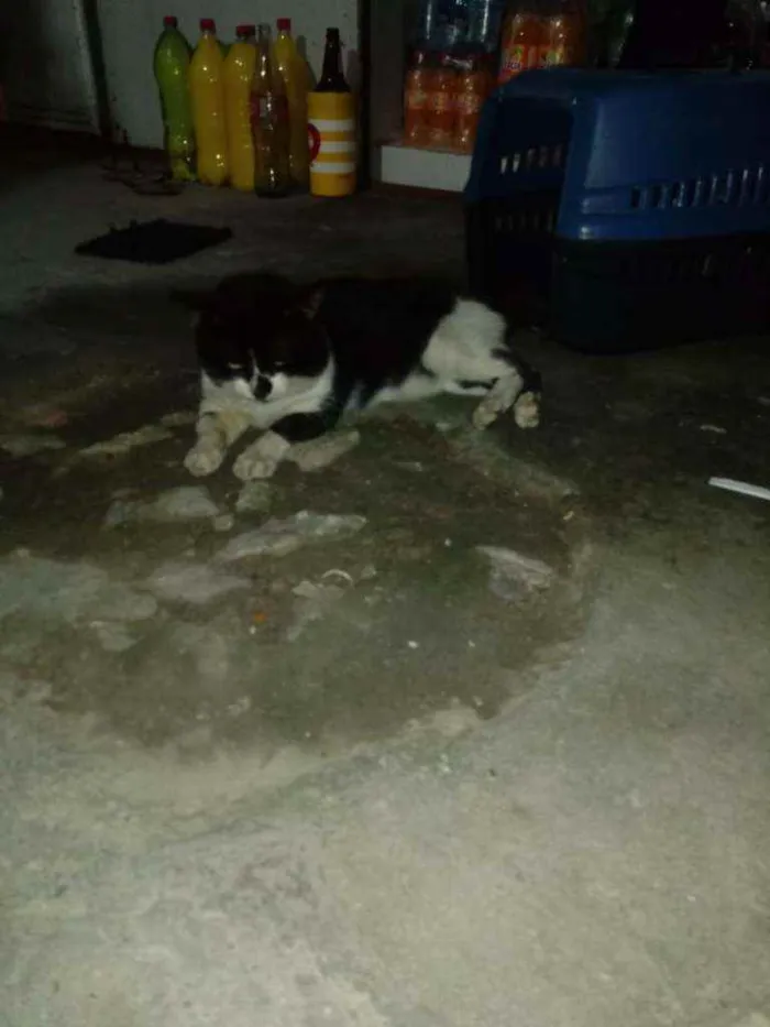 Gato ra a Não sabemos idade  nome Tom
