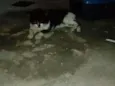 Tom