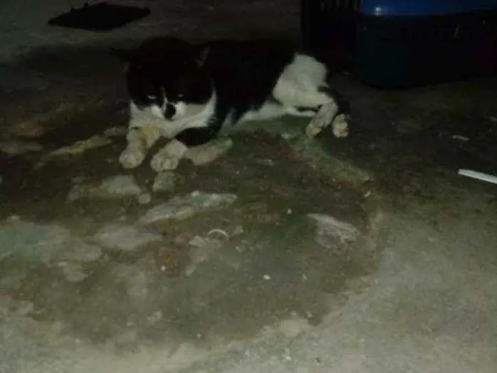 Gato ra a Não sabemos idade  nome Tom