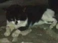 Tom