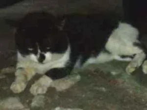 Gato raça Não sabemos idade  nome Tom