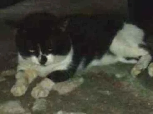 Gato ra a Não sabemos idade  nome Tom