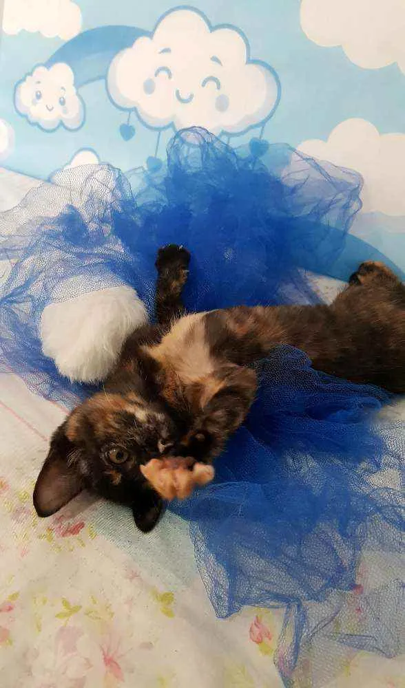 Gato ra a SRD idade 2 a 6 meses nome Moana