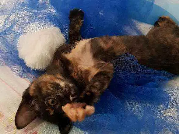 Gato ra a SRD idade 2 a 6 meses nome Moana