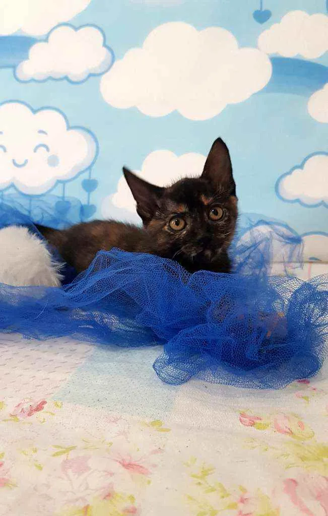 Gato ra a SRD idade 2 a 6 meses nome Moana