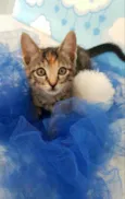 Kitty