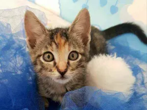 Gato raça SRD idade 2 a 6 meses nome Kitty