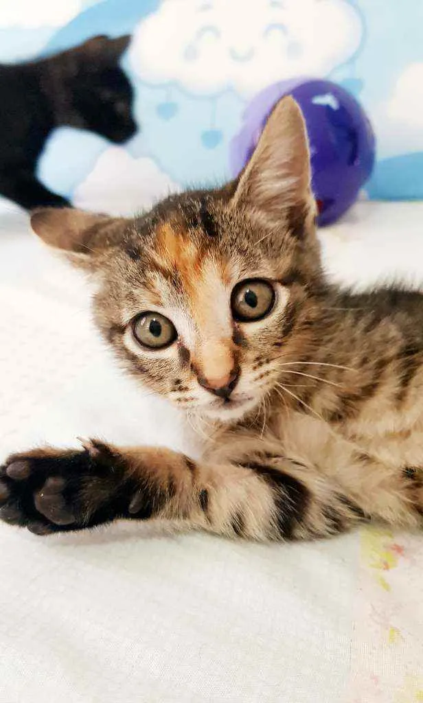 Gato ra a SRD idade 2 a 6 meses nome Kitty