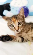 Kitty