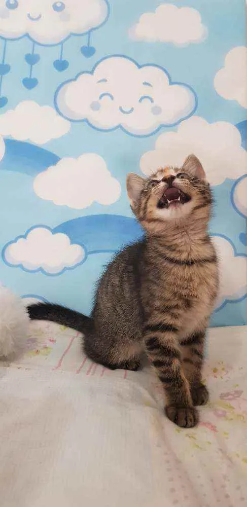 Gato ra a SRD idade 2 a 6 meses nome Kitty