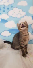 Kitty