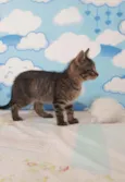 Kitty