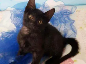 Gato raça SRD idade 2 a 6 meses nome Oreo