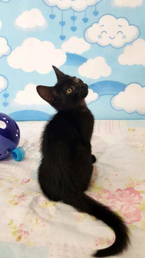 Gato ra a SRD idade 2 a 6 meses nome Oreo