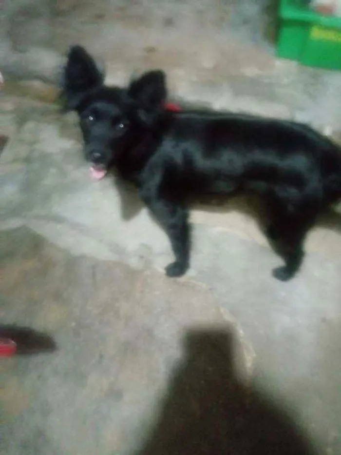 Cachorro ra a Srd idade 1 ano nome Lorena/RJ