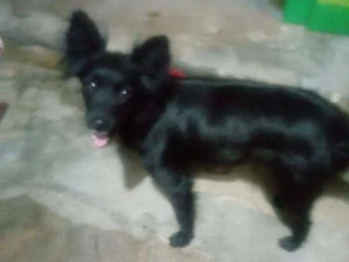 Cachorro ra a Srd idade 1 ano nome Lorena/RJ