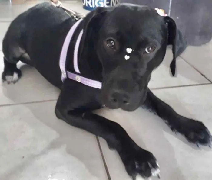 Cachorro ra a Mestiça  idade 7 a 11 meses nome Amora 