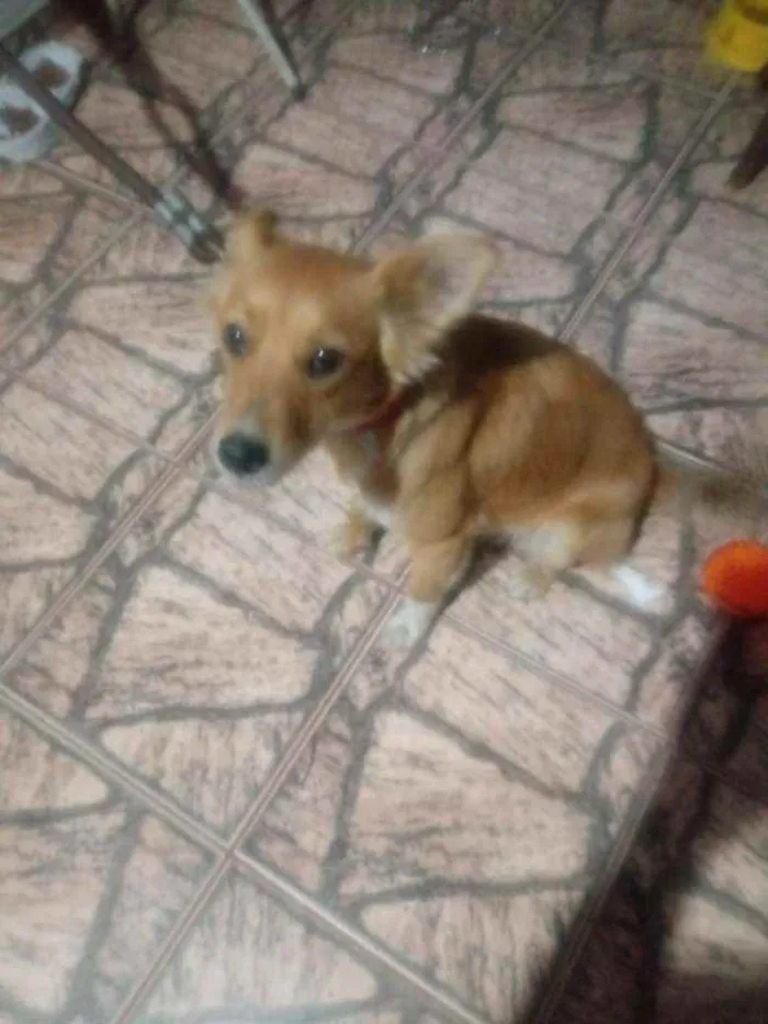 Cachorro ra a Srd idade 1 ano nome Carol / RJ