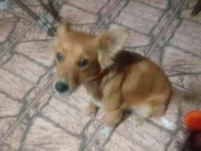 Cachorro ra a Srd idade 1 ano nome Carol / RJ