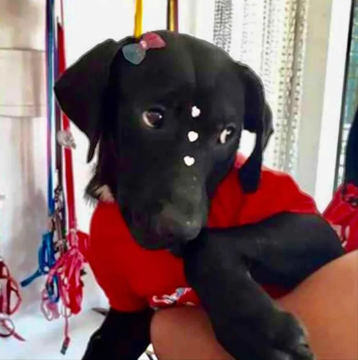 Cachorro ra a Mestiça  idade 7 a 11 meses nome Amora 