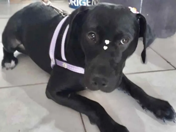 Cachorro ra a Mestiça  idade 7 a 11 meses nome Amora 