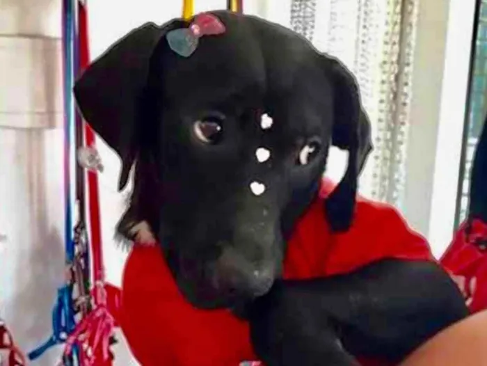 Cachorro ra a Mestiça  idade 7 a 11 meses nome Amora 