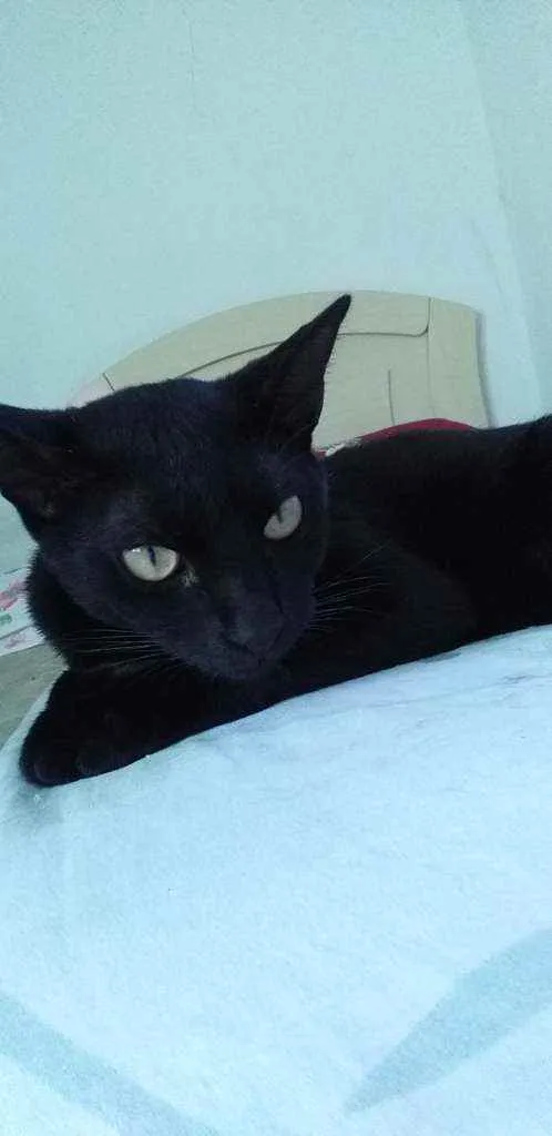 Gato ra a Nao sei  idade 1 ano nome llia