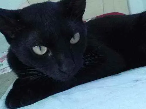 Gato ra a Nao sei  idade 1 ano nome llia