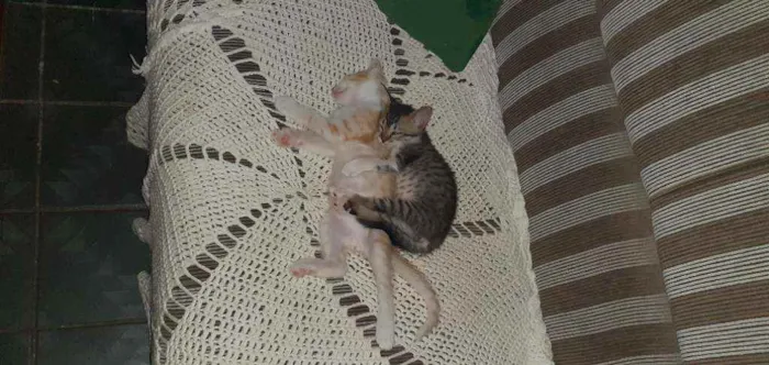 Gato ra a Vira lata idade 2 a 6 meses nome Feline