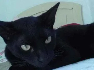 Gato raça Nao sei  idade 1 ano nome llia