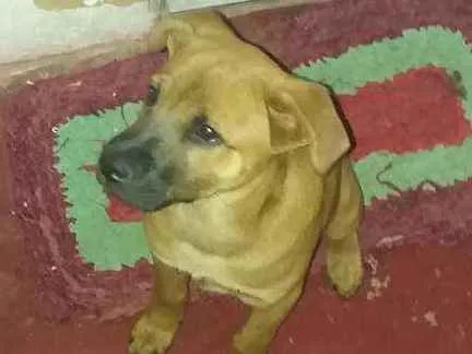 Cachorro ra a Chow-chow idade 2 a 6 meses nome Laila