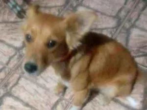 Cachorro raça Srd idade 1 ano nome Carol / RJ