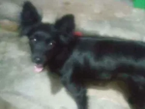 Cachorro raça Srd idade 1 ano nome Lorena/RJ