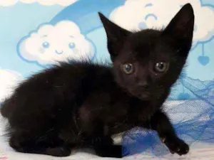Gato raça SRD idade 2 a 6 meses nome Tete