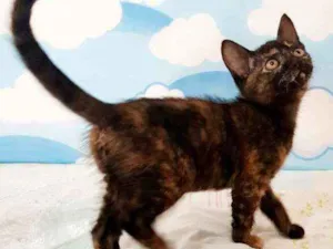 Gato raça SRD idade 2 a 6 meses nome Moana